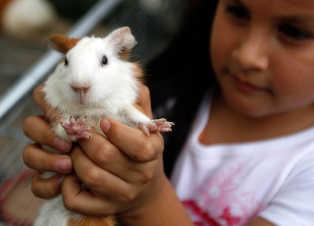 Guinea pig