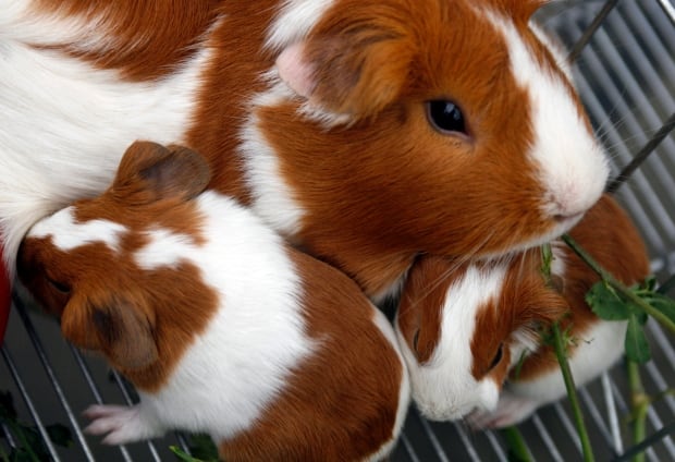 Guinea pigs