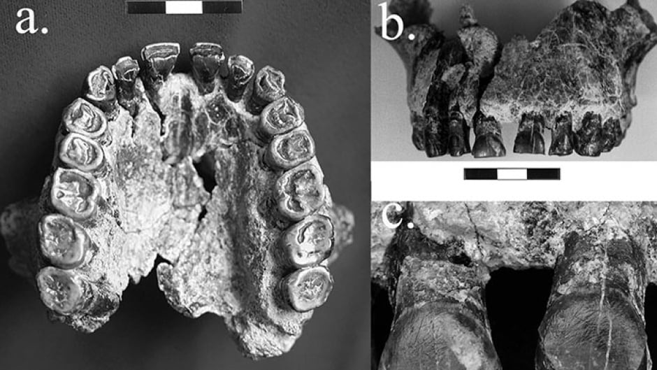 1.8 million year old fossil teeth indicate right-handedness.