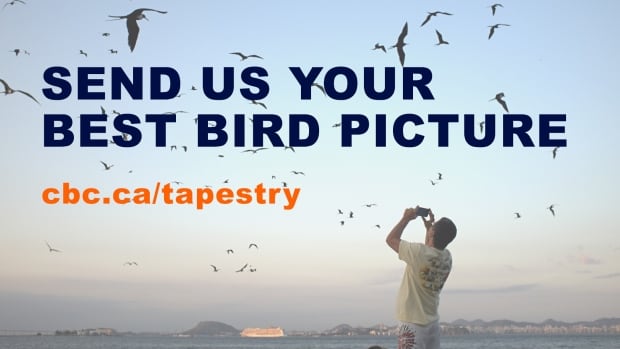 Bird pics