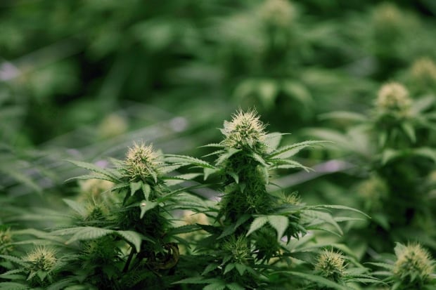 Marijuana Legislation Producers 20170413