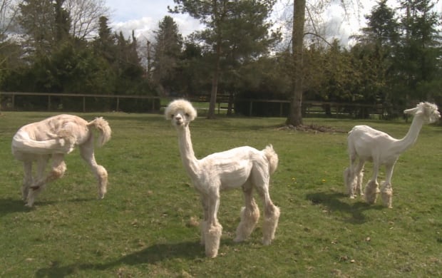 ALPACAS TRIMMED