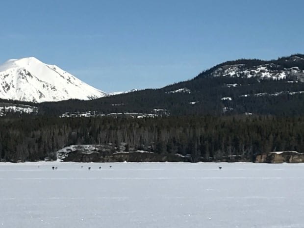 Yukon wolf pack