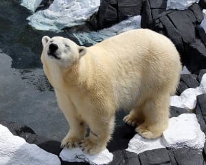 Szenja Polar Bear Dies