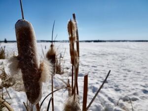 Cattails