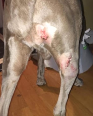 dog attacked by cougar