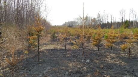 Forest fires