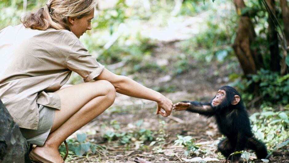 Jane Goodall was 26 when she embarked on her long-term chimpanzee study in Gombe Stream National Park, Tanzania. Goodall later turned her efforts to conservation of chimpanzees and their habitats across Africa.