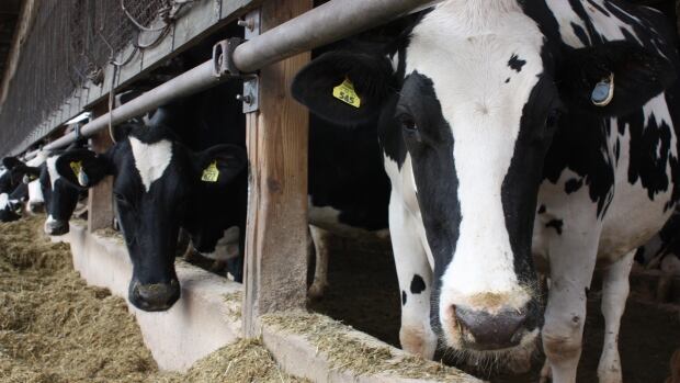 Donald Trump slams Canada for trade practices in energy, lumber, and dairy Donald Trump slams Canada for trade practices in energy, lumber, and dairy