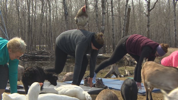 GOAT YOGA
