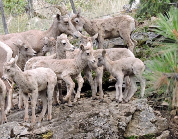 Okanagan Bighorn sheep ewes and lambs