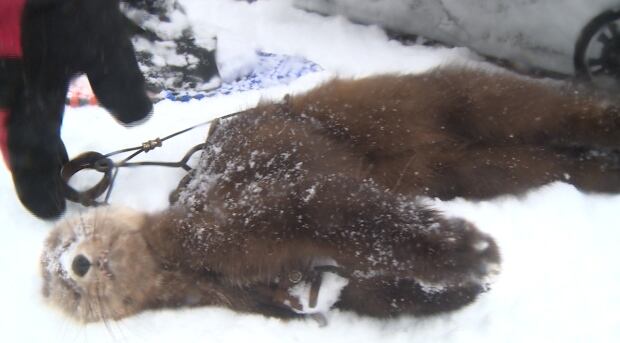 Marten