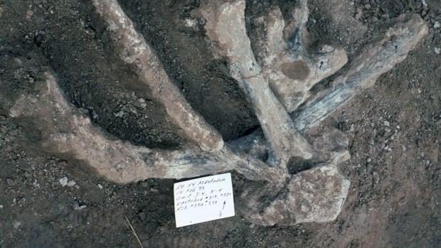 Unbroken mastodon ribs and vertebrae, including one vertebra with a large, well-preserved neural spine.
