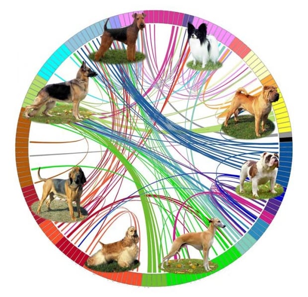 Dog genetic map