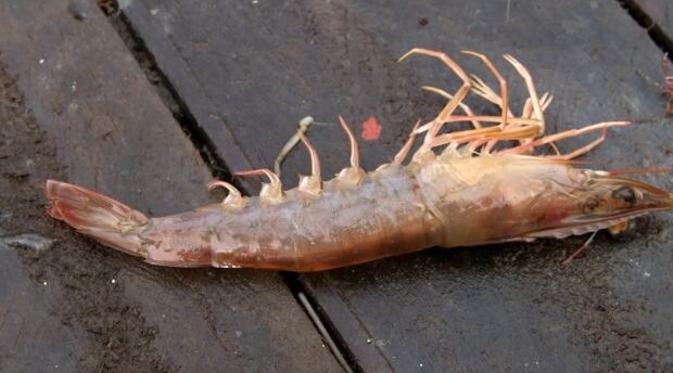 Shrimp