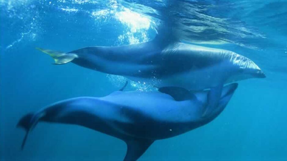 Two dolphins mate underwater.