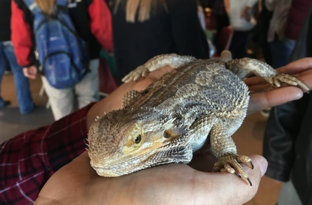 Skink
