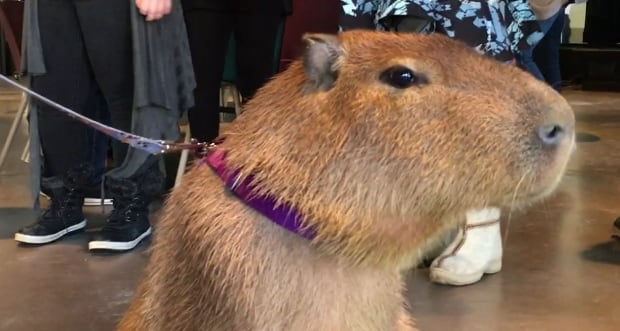 Willow capybara