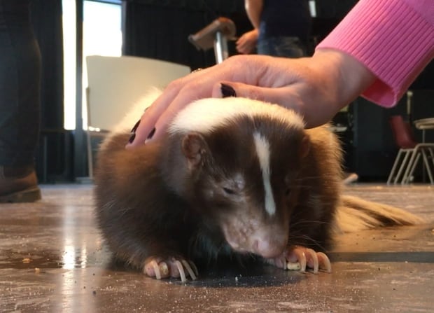 Skunk