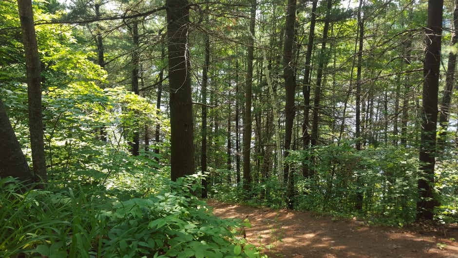 Just 20 minutes in a forest can improve your blood pressure, your cortisol levels, your mood and creativity.