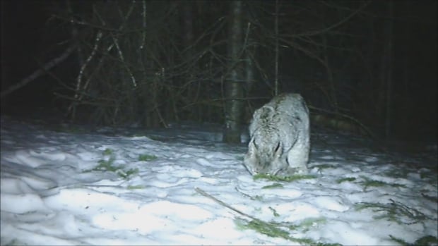 nb-lynx-trail-camera