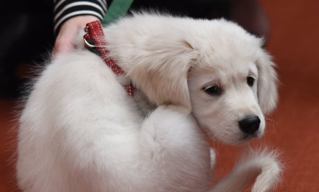 golden retriever puppy