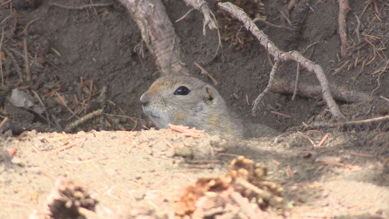 Will Gopher Bait Kill Dogs