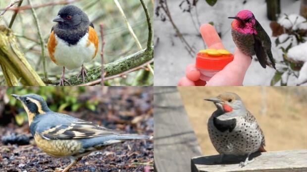 Vancouver bird election