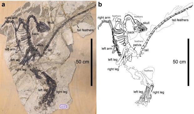 Troodontid dinosaur fossil