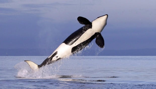 Endangered Orca Recovery 20170314