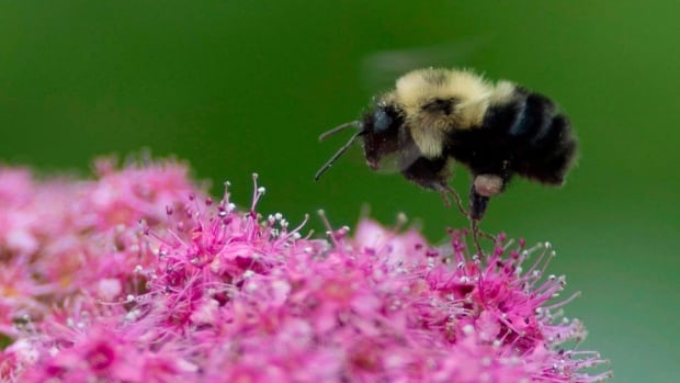 Bumblebee