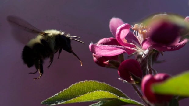 Bumblebee and flower