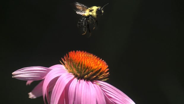 Bumblebee pink flower