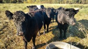 Cattle