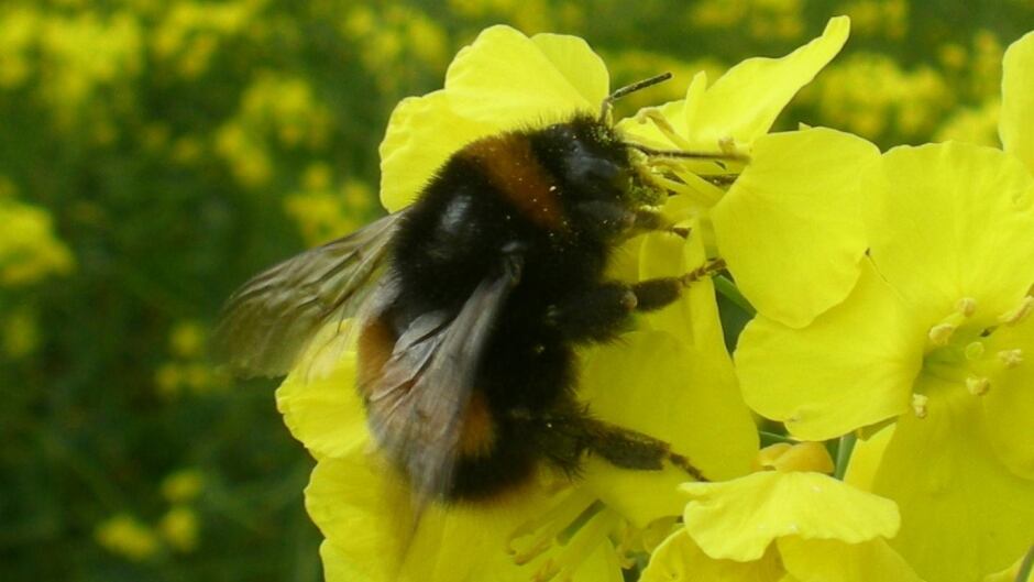 Bumblebee feeding on canola flowers