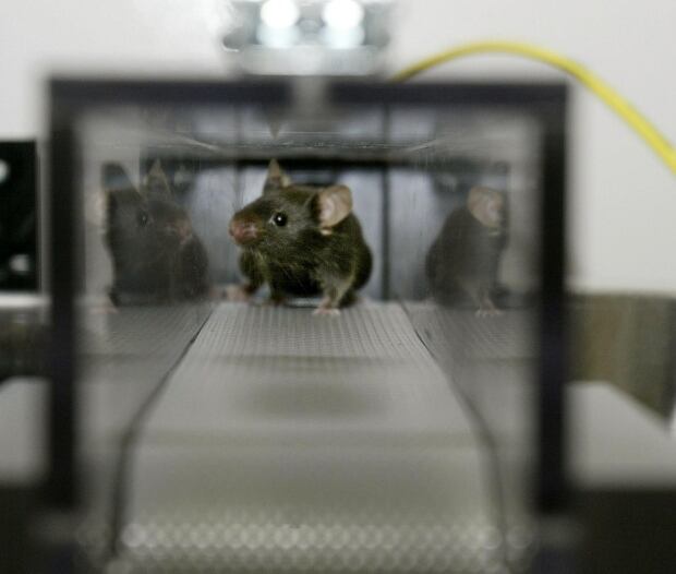 MARATHON MICE