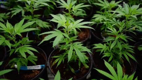 Nations Cannabis wants to transform an idled mill in northern B.C. into a marijuana production facility Marijuana Tax BC 20160826