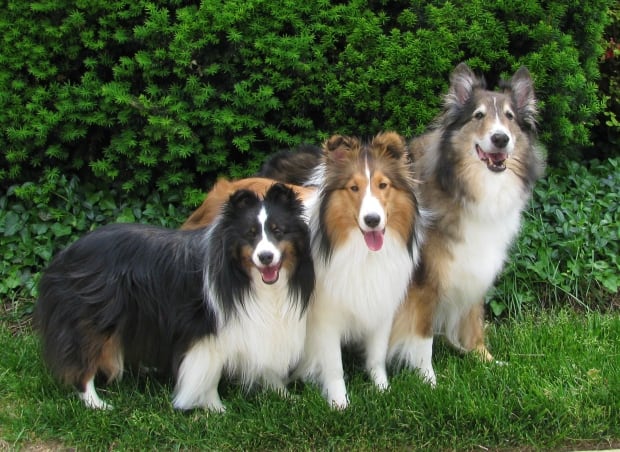 Three Shelties