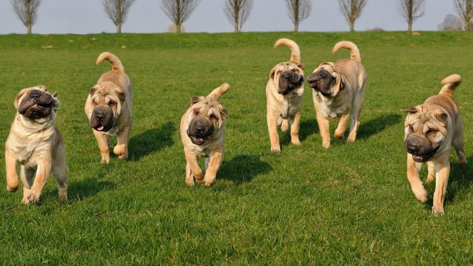 Scientists have a canine family tree that identifies 23 major groups of breeds.