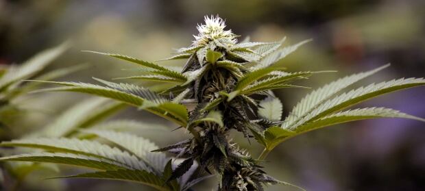 Colorado Pot Tourism 20170503