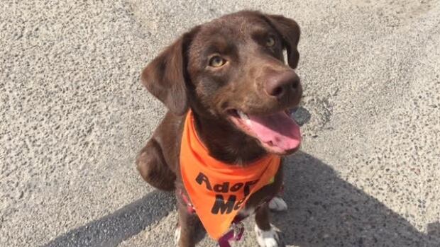 Hope Dog Rescue Saskatoon Hope Dog Rescue Saskatoon
