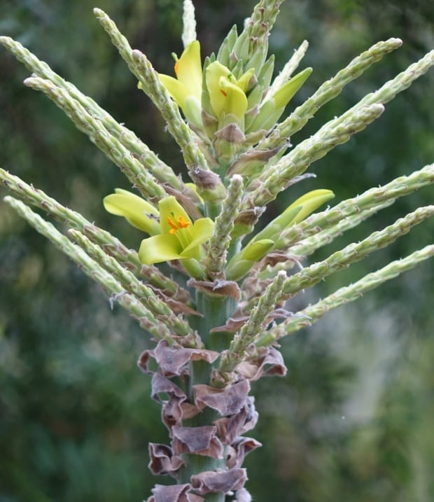 Puya chilensis