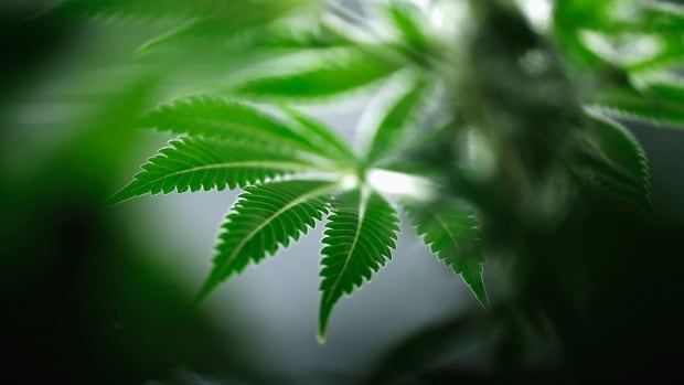 Deep-pocketed players in Canada's legal marijuana industry are starting to offer streaming deals, a mining industry phenomenon in which financing is provided in exchange for the right to future production. 
