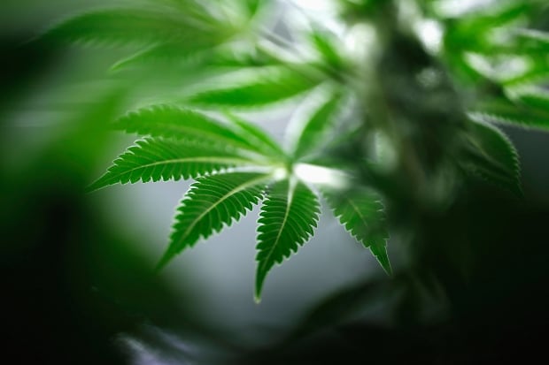 Canada marijuana streaming