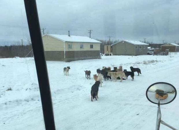 Dog pack