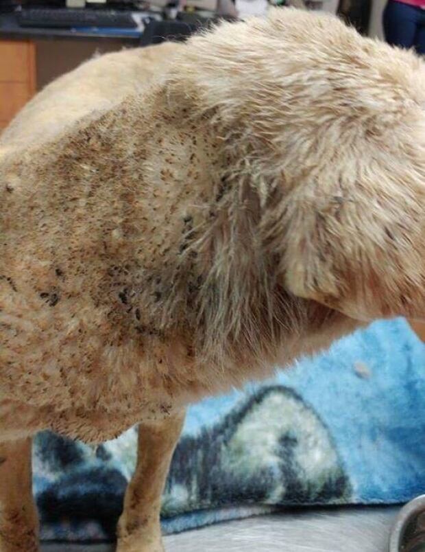 Polo's singed hair