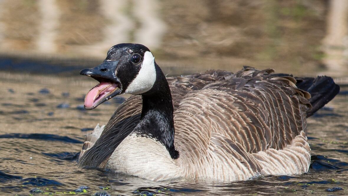 'Been hissed at and chased at quite a few times' Can Canadians and