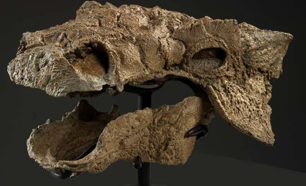 Skull of Zuul crurivastator