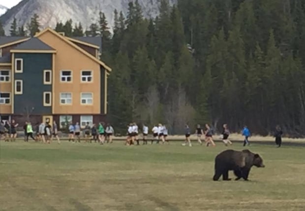 Bear Banff Rugby