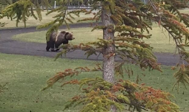 Bear Banff Rugby